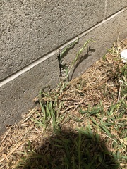Poaceae