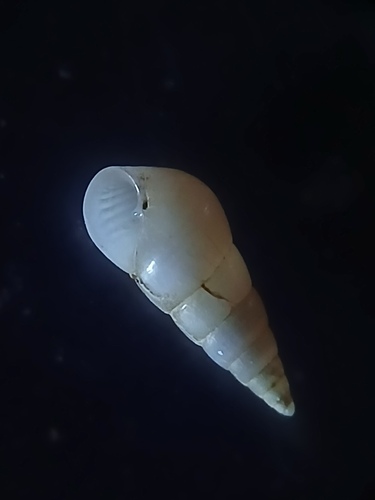 Odostomia observed 2026-07-12