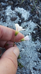 Oxalis dentata