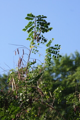 Indigofera jucunda