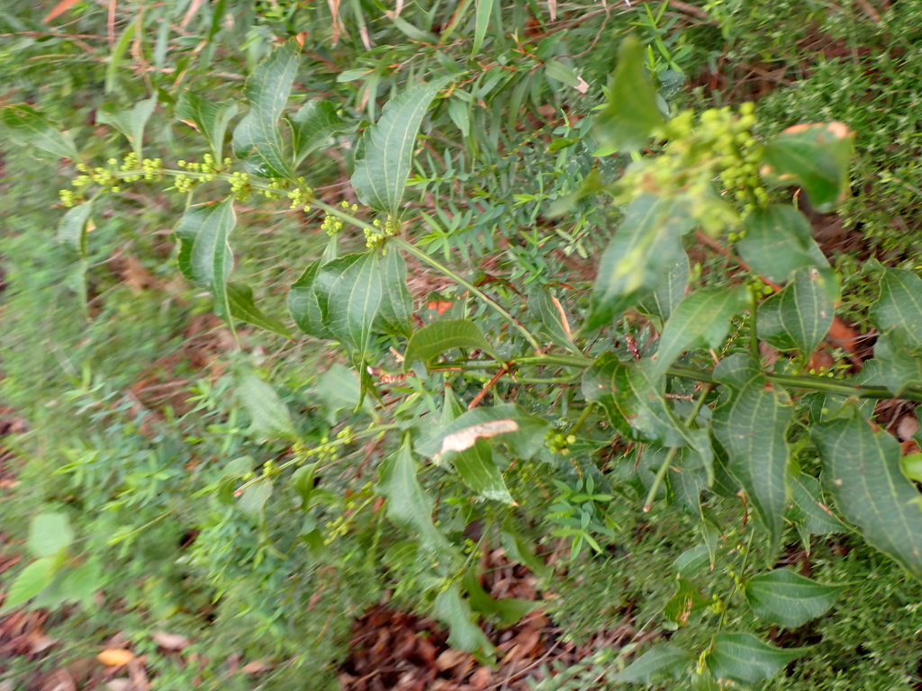 Acacia urophylla; photograph (c) Em Lamond, some rights reserved (CC BY)