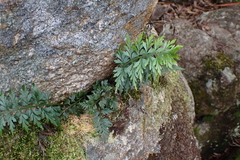 Asplenium aethiopicum, photograph (c) Em Lamond, some rights reserved (CC BY)