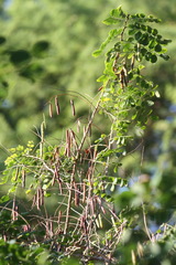 Indigofera jucunda