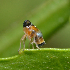 Flavoclypeus andromedus