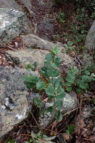 Xanthosia rotundifolia, photograph 1