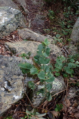 Xanthosia rotundifolia