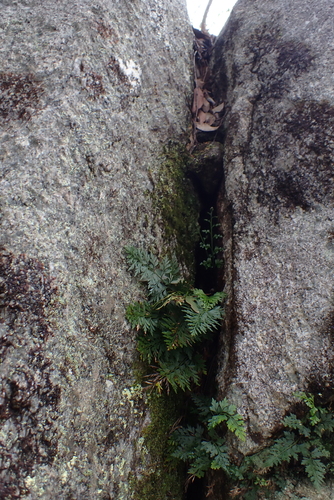 Egyptian spleenwort (Asplenium aethiopicum)