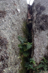 Asplenium aethiopicum, photograph (c) Em Lamond, some rights reserved (CC BY)