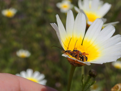 Stenopterus mauritanicus