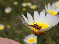 Stenopterus mauritanicus