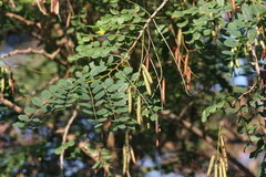Indigofera jucunda