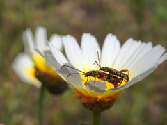 Stenopterus mauritanicus