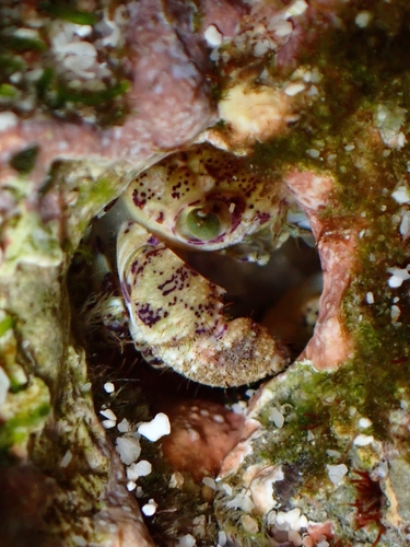 Eriphia scabricula observed 2026-07-13