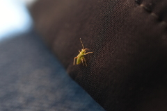 Dryophilocoris flavoquadrimaculatus