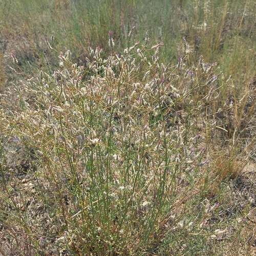 Centaurea virgata observed 2026-07-11