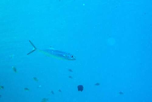 Double-lined mackerel (Grammatorcynus bilineatus) — Scombridae — 5