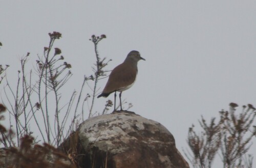 Black-winged Lapwing (Vanellus melanopterus), photo 2