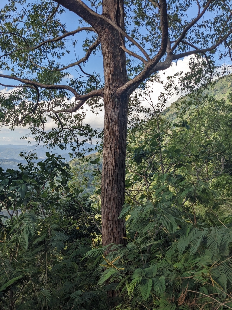 Ampupu (Eucalyptus urophylla)
