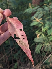 Eucalyptus urophylla, photograph (c) Nina Kerr, some rights reserved (CC BY)