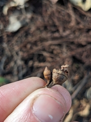 Eucalyptus urophylla, photograph (c) Nina Kerr, some rights reserved (CC BY)