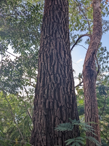Eucalyptus urophylla, photograph 5