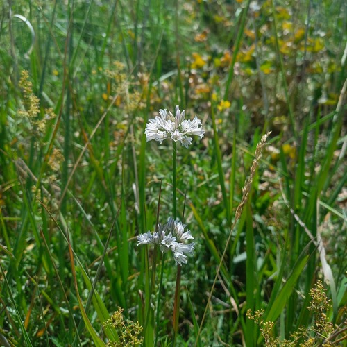 Allium korolkowii, photograph 5