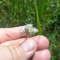 Allium korolkowii, photograph (c) Alexander Dubynin, some rights reserved (CC BY)
