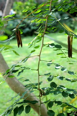 Indigofera jucunda