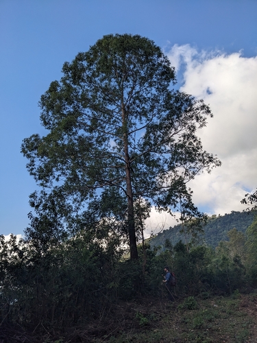 Eucalyptus urophylla, photograph 6