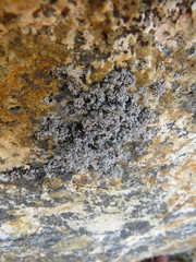 Stereocaulon saxatile