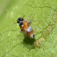 Flavoclypeus andromedus