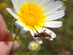 Stenopterus mauritanicus