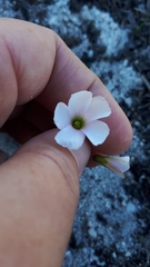 Oxalis dentata