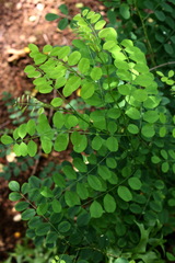 Indigofera jucunda