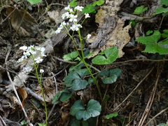 Cardamine trifolia