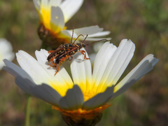 Stenopterus mauritanicus