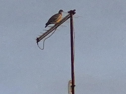 Picazuro Pigeon