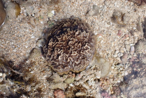 Psammocora profundacella observed 2026-07-12