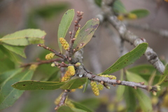 Erwin Sieben, CC0, iNaturalist via GBIF Myrica serrata, photograph Erwin Sieben, CC0, iNaturalist via GBIF