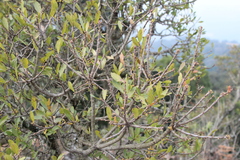 Erwin Sieben, CC0, iNaturalist via GBIF Myrica serrata, photograph Erwin Sieben, CC0, iNaturalist via GBIF