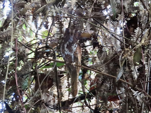 Aegotheles insignis observed 2025-09-11