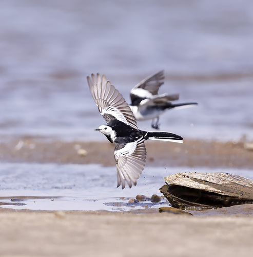 White Wagtail