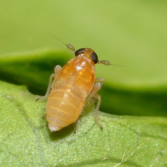 Flavoclypeus andromedus