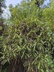 Acampe praemorsa, photograph (c) Ramesh Shenai, some rights reserved (CC BY)