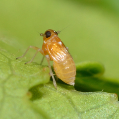 Flavoclypeus andromedus