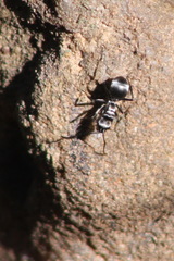 Polyrhachis schlueteri