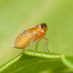 Flavoclypeus andromedus