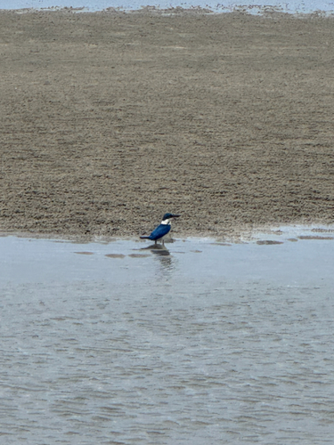 Collared Kingfisher