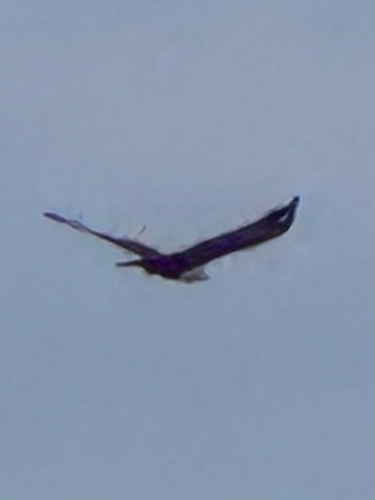 Brahminy Kite (Sunda)
