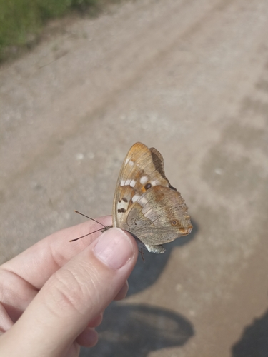 Lesser Purple Emperor